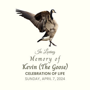 Kevin the Goose | A Celebration of Life